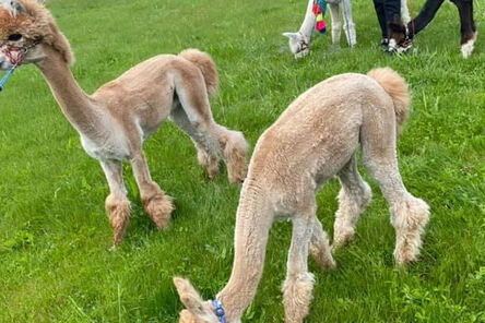 Zielony Dworek Tąpkowice